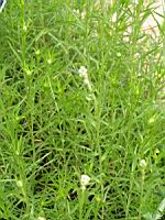 Achillea Ptarmica, subsp Ptarmica  (fam. Asteracees) (Europe, Siberie) (2) (Photo F. Mrugala)